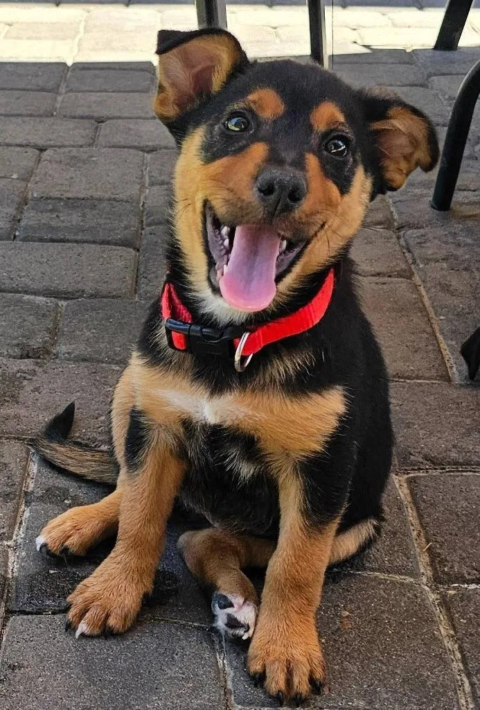 A baby medium-sized female Shepherd dog named Claire for adoption in Mesa, AZ