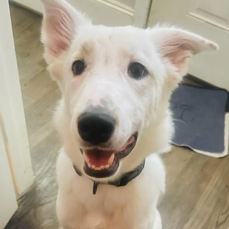 A baby large-sized male Great Pyrenees dog named Snow for adoption in Houston, TX