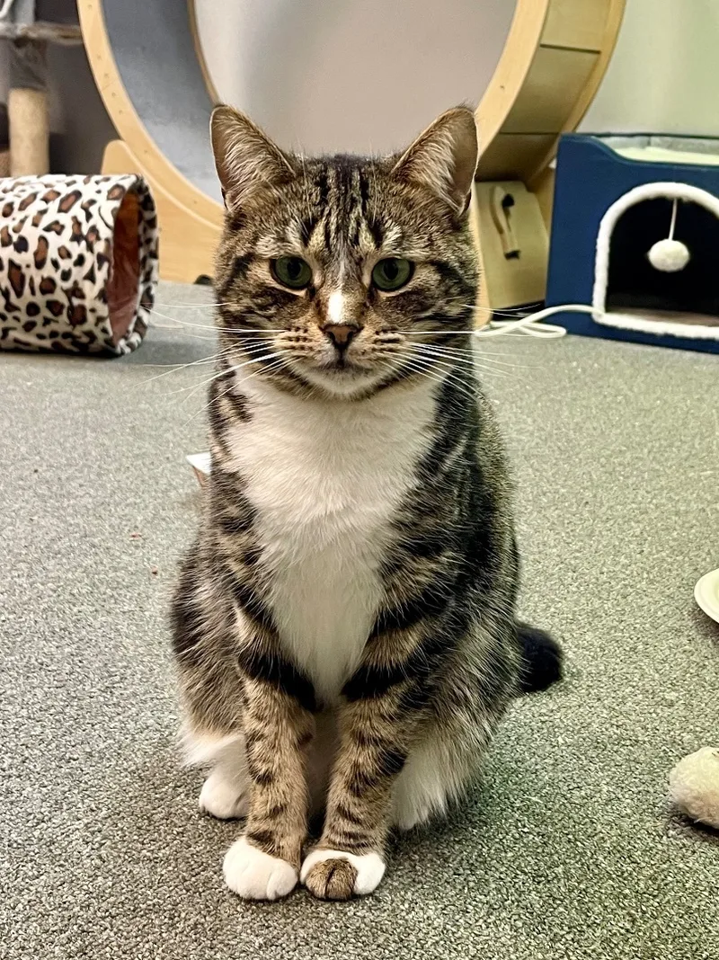 Pastrami Salami thumbnail 2