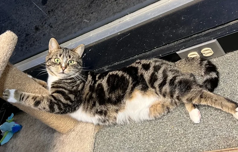 Pastrami Salami thumbnail 3