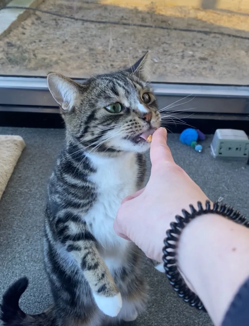 Pastrami Salami thumbnail 4