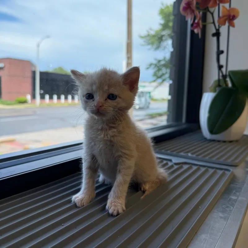 A baby small-sized female Buff / Tan / Fawn Domestic Short Hair cat named Clementine for adoption in St. Louis, MO
