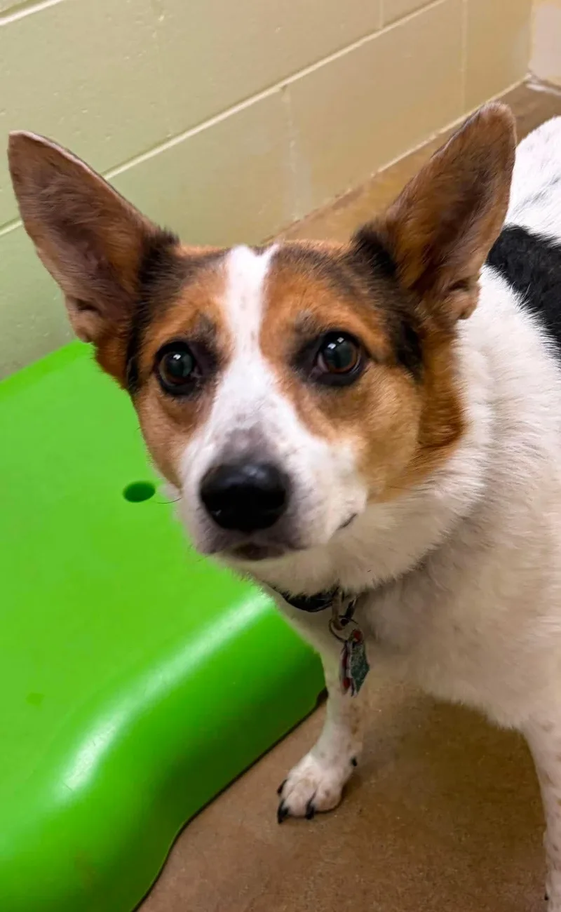 An adult medium-sized female Tricolor (Brown, Black, & White) Australian Cattle Dog / Blue Heeler dog named Lucy for adoption in Prudenville, MI