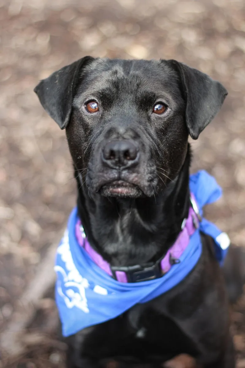 A young medium-sized male Black Mixed Breed dog named Beetlejuice for adoption in Spencer, IN