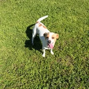 A young small-sized female Chihuahua dog named Mama Dog for adoption in Lodi, CA