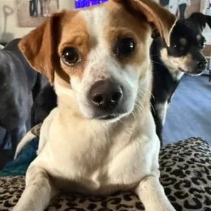 Mama Dog thumbnail 2