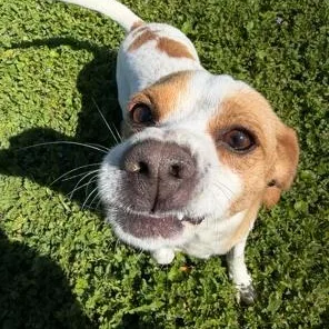 Mama Dog thumbnail 3