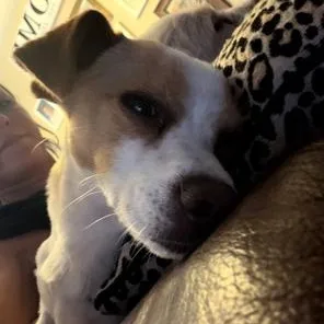 Mama Dog thumbnail 4