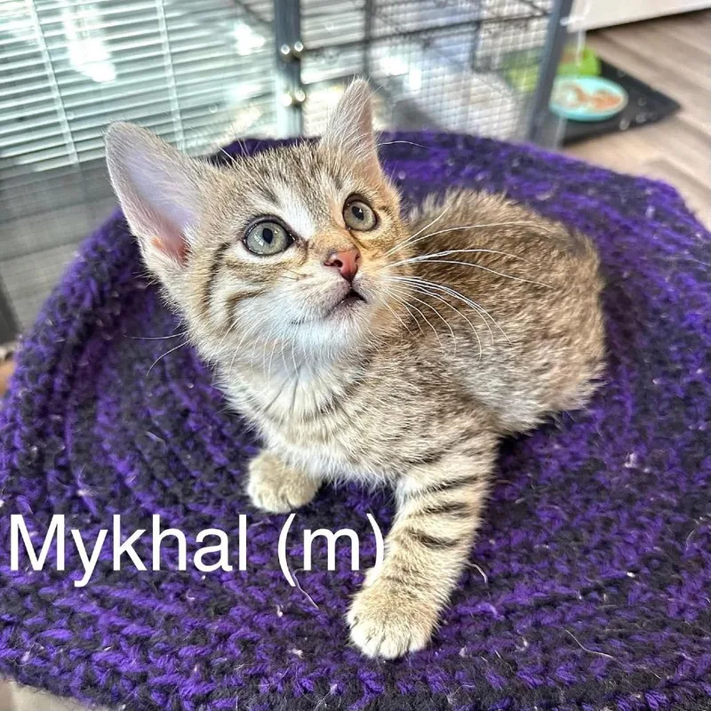 Mykhal