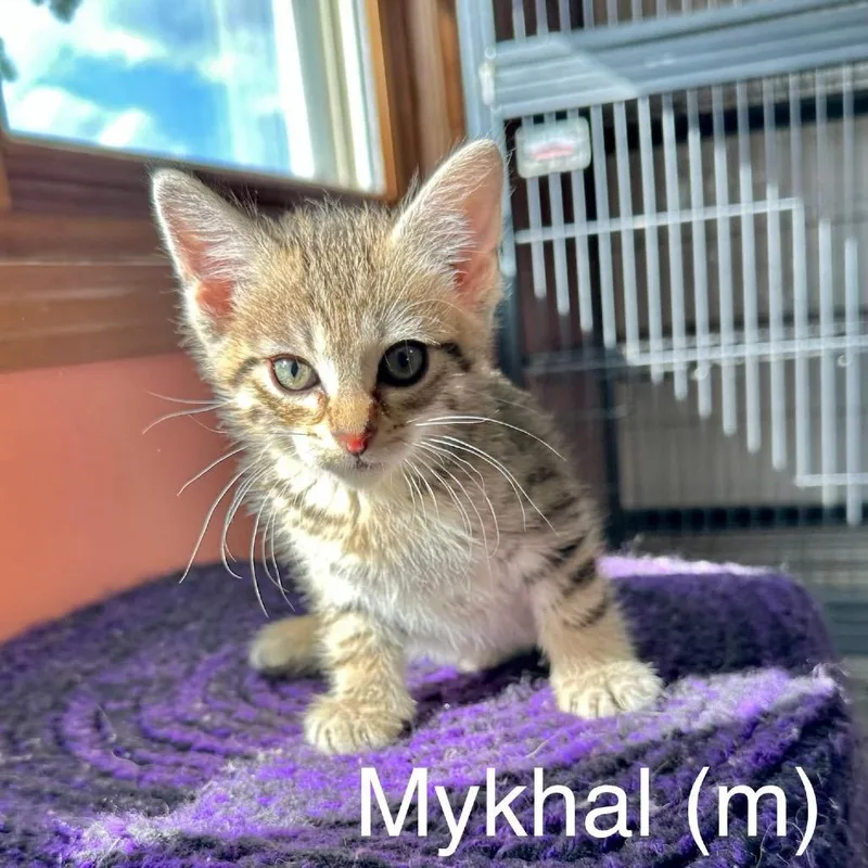 Mykhal thumbnail 2