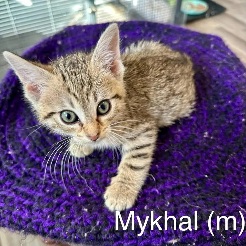 Mykhal thumbnail 3
