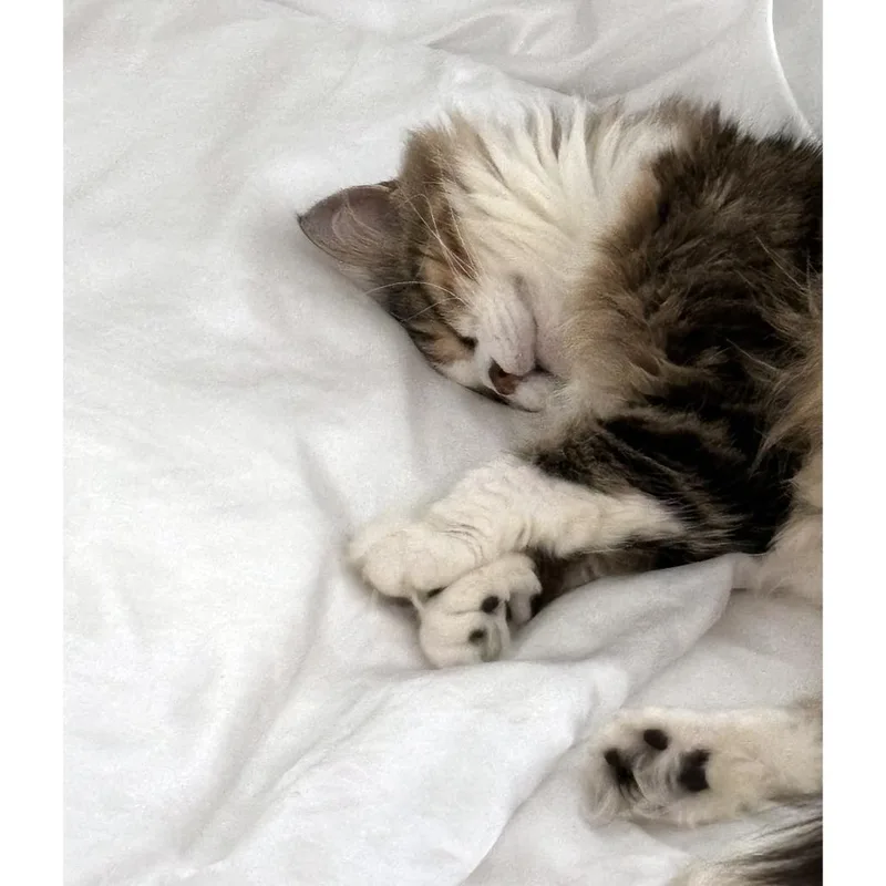 Mrs. Mac thumbnail 2