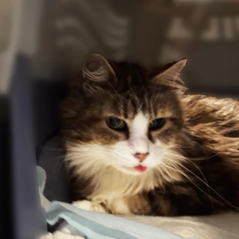 Mrs. Mac thumbnail 3