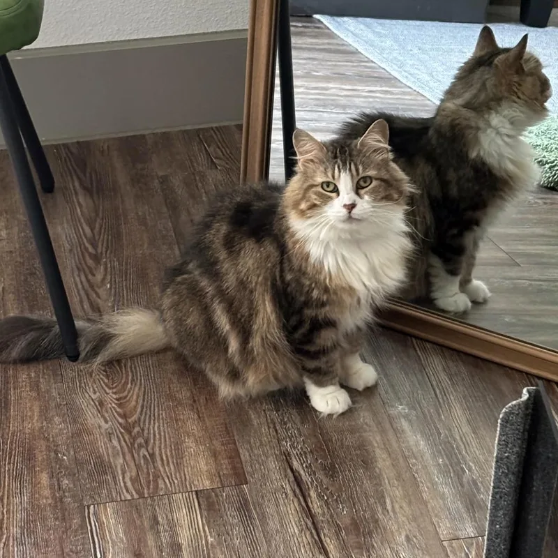 Mrs. Mac thumbnail 4