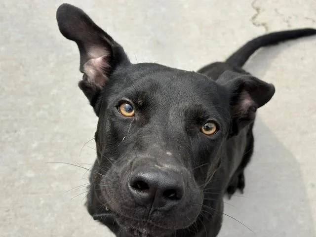 A young medium-sized male Labrador Retriever dog named Enzo for adoption in Tulsa, OK
