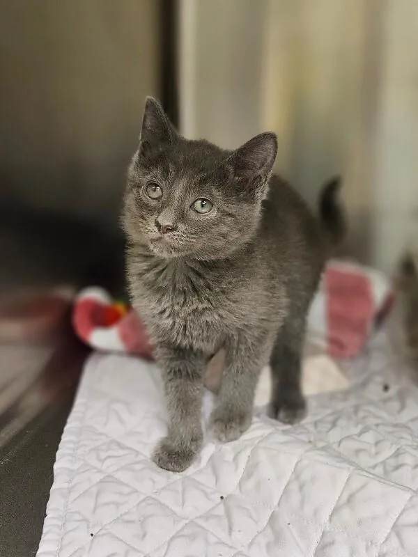 A young medium-sized female Gray / Blue / Silver Domestic Short Hair cat named Moonbeam for adoption in Disputanta, VA