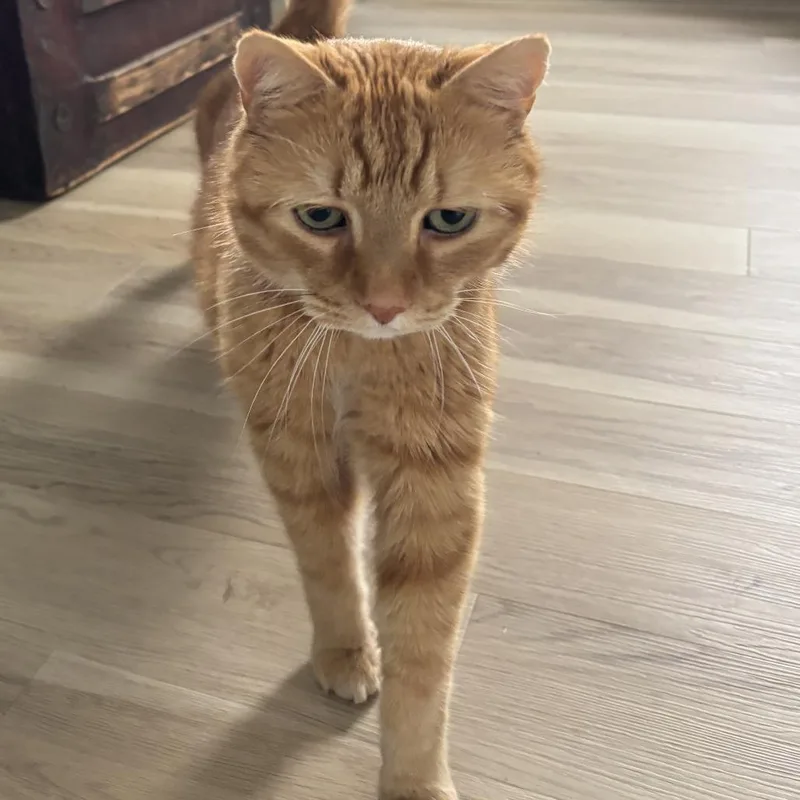 A senior large-sized male Orange / Red Domestic Short Hair cat named Bruno for adoption in Washington Township, OH