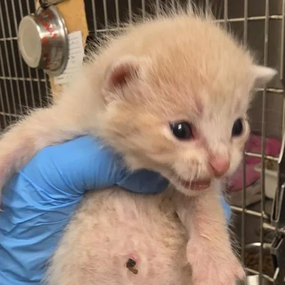 A baby small-sized male Cream / Ivory Domestic Short Hair cat named Ghost for adoption in Grantsville, UT