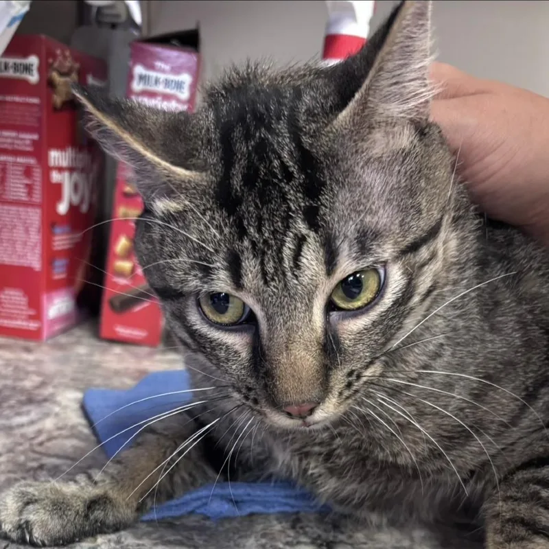 An adult large-sized male Gray / Blue / Silver Domestic Short Hair cat named Cyrus  U for adoption in Tupelo, MS