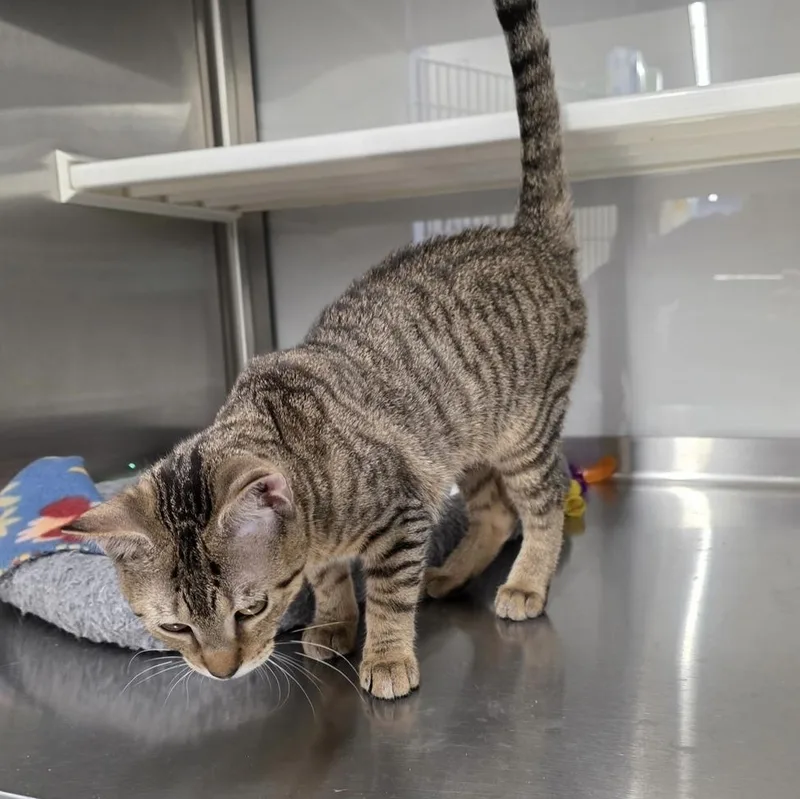 A baby small-sized female Tabby (Brown / Chocolate) Domestic Short Hair cat named Kay for adoption in Long Beach, MS