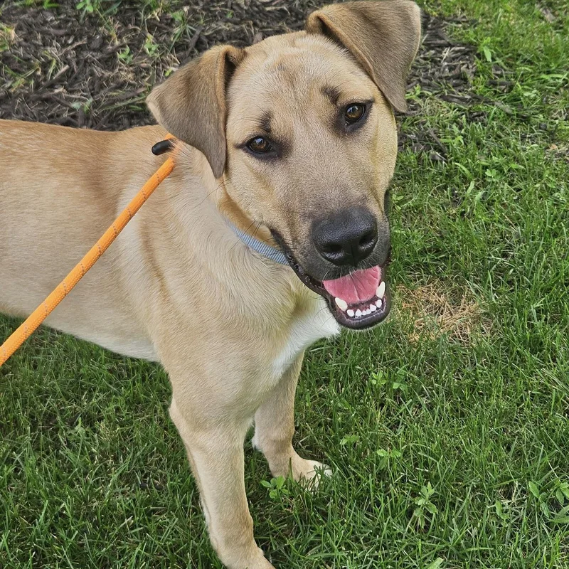 A baby large-sized male Yellow / Tan / Blond / Fawn Black Mouth Cur dog named Bear for adoption in Prior Lake, MN