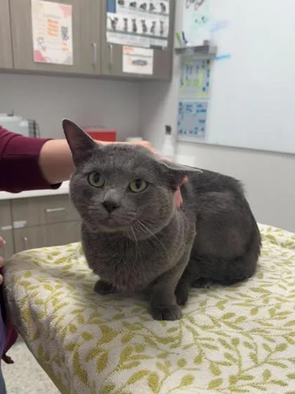 An adult medium-sized male Gray / Blue / Silver Domestic Short Hair cat named Rupawl for adoption in Kansas City, MO