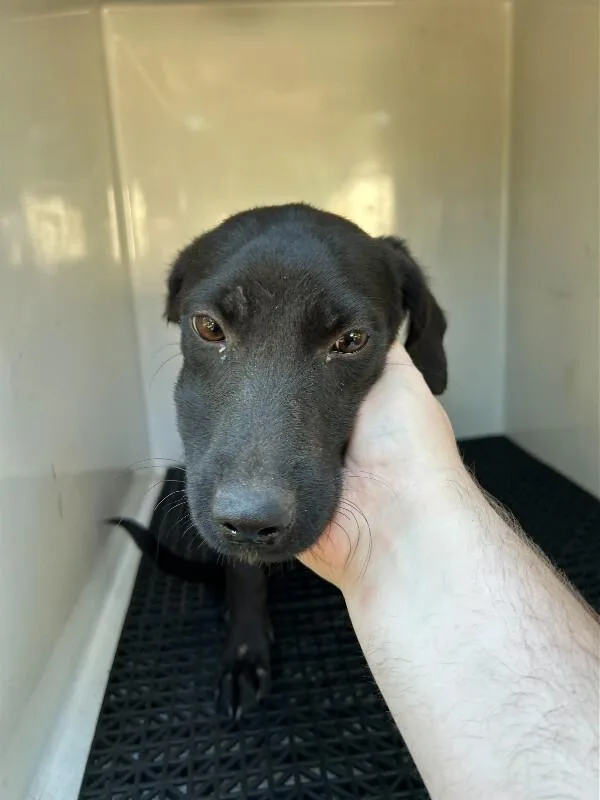 A young medium-sized female Labrador Retriever dog named Bethany for adoption in Mobile, AL