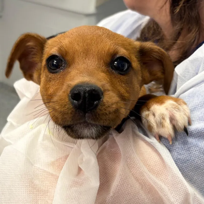 A baby small-sized female Brown / Chocolate Mixed Breed dog named JigglyPuff for adoption in Greenville, SC