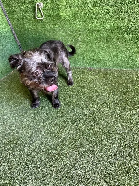 A young small-sized male Terrier dog named Midnight for adoption in Lancaster, CA