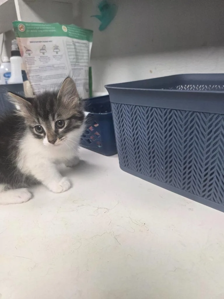 A baby medium-sized female Domestic Short Hair cat named Lena for adoption in Troy, OH