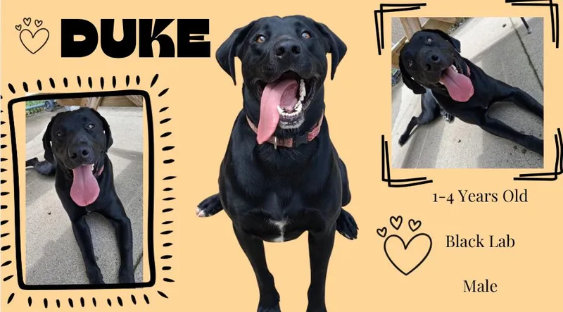 An adult medium-sized male Black Labrador Retriever dog named Duke for adoption in Little Falls, MN