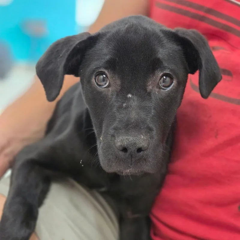 A baby small-sized male Black Mixed Breed dog named Pine for adoption in Charleston, WV