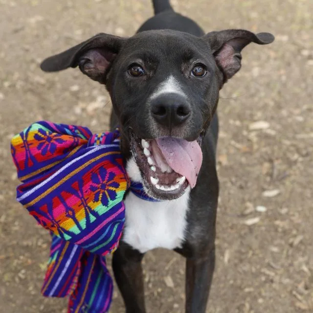 A young small-sized male Labrador Retriever dog named Maxwell for adoption in San Antonio, TX