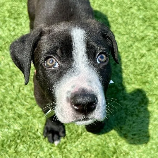 A baby small-sized male Black Pit Bull Terrier dog named Budweiser for adoption in Matteson, IL