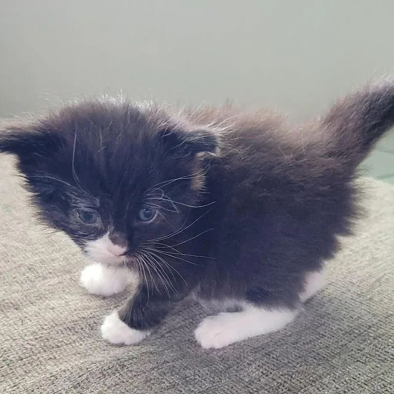 A baby small-sized male Black Domestic Short Hair cat named Ryu for adoption in Springfield, OH