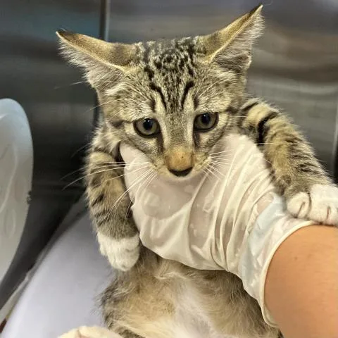 A baby medium-sized male Domestic Short Hair cat named Raja Dolce for adoption in Pensacola, FL