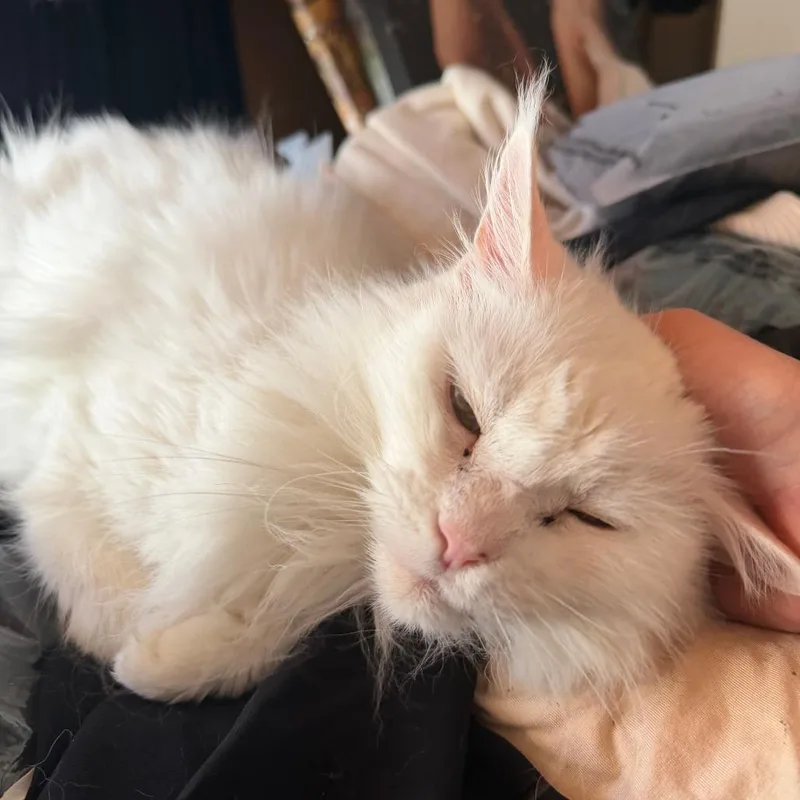 A senior medium-sized female White Persian cat named Jasmine for adoption in Ramona, CA