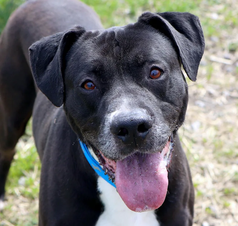 An adult large-sized male Black Labrador Retriever dog named Miller for adoption in Kansas City, KS