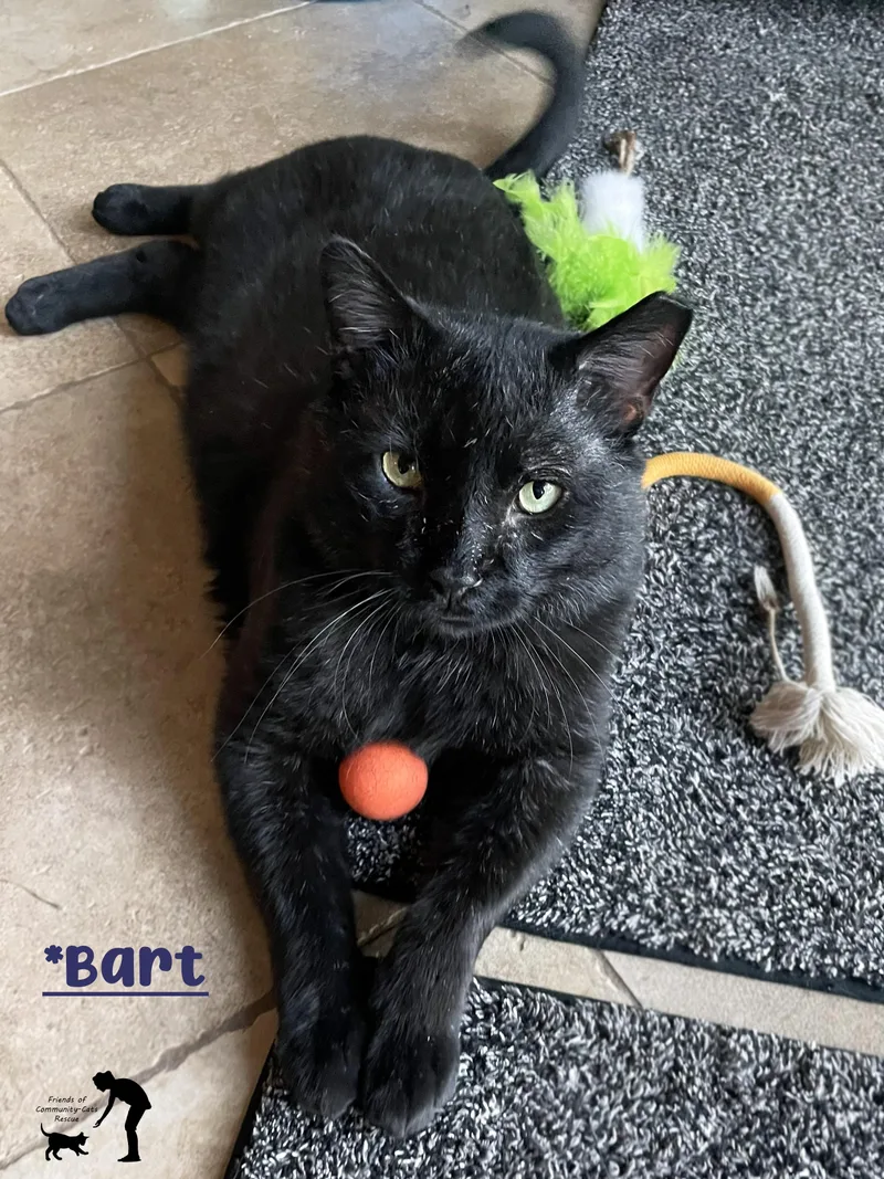 An adult extra large-sized male Black Domestic Short Hair cat named Bart for adoption in Centerville, UT