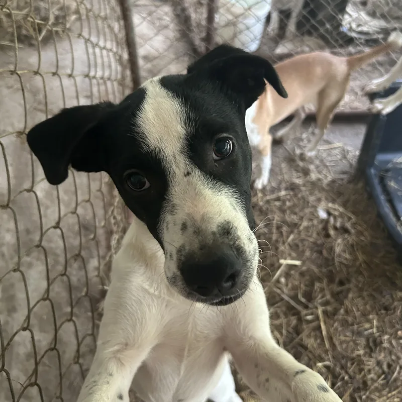 A young medium-sized male Black Mixed Breed dog named Ezra for adoption in Bayamon, PR