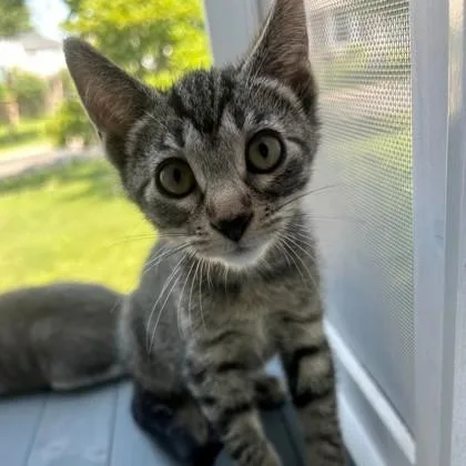A baby small-sized female Domestic Short Hair cat named Jojo for adoption in Wheaton, IL