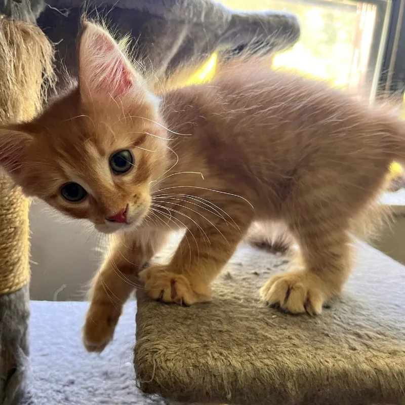 A baby small-sized male Orange / Red Domestic Short Hair cat named Artemis for adoption in Springfield, MA