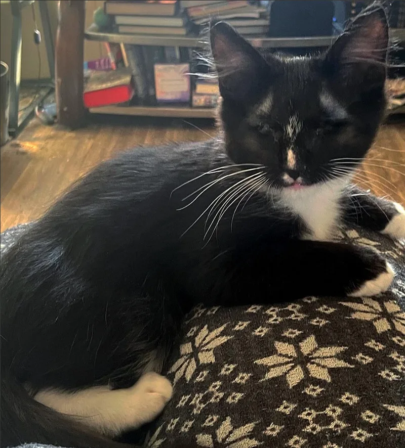 A young medium-sized male Domestic Long Hair cat named Journey for adoption in Hutto, TX