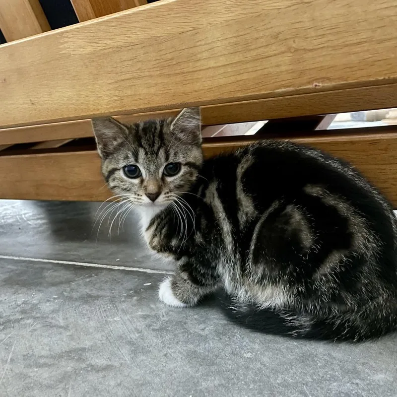 A baby small-sized female Gray / Blue / Silver Domestic Short Hair cat named Honey for adoption in Fairmont, WV