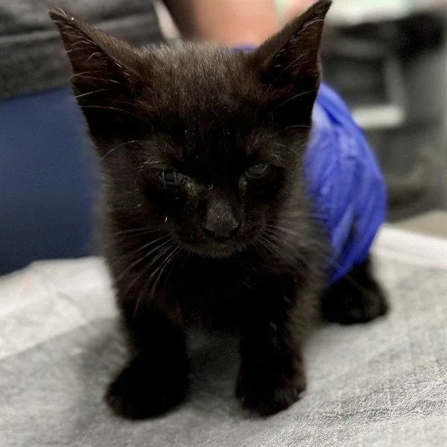 A baby small-sized female Black Domestic Short Hair cat named Wafer for adoption in Tavares, FL
