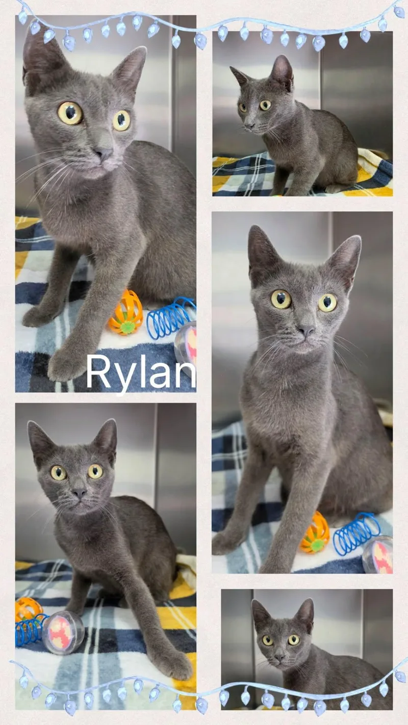 Rylan