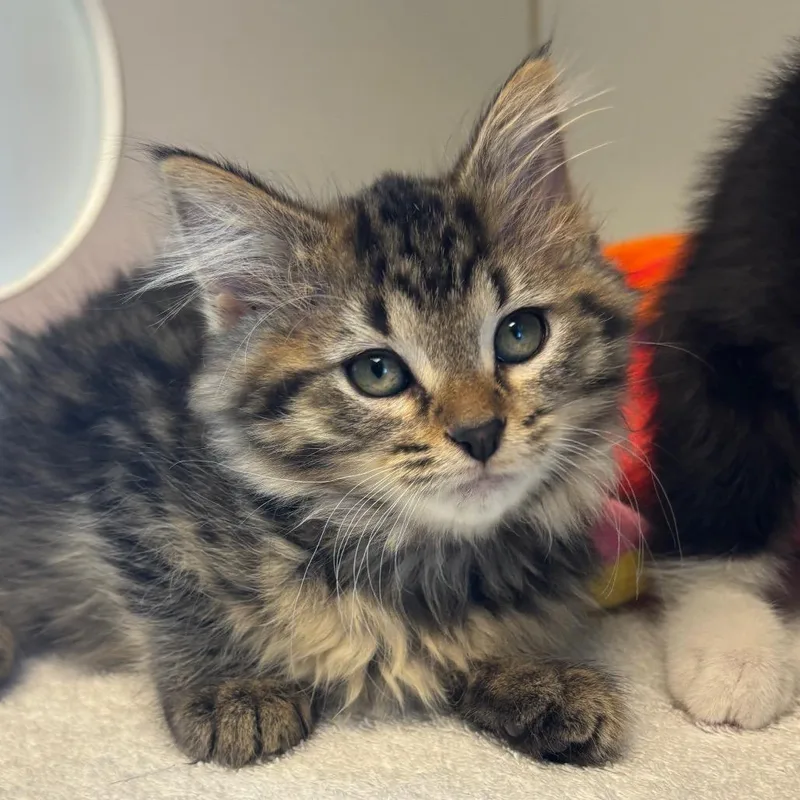 A baby small-sized female Brown / Chocolate Domestic Medium Hair cat named Nutella for adoption in Naperville, IL