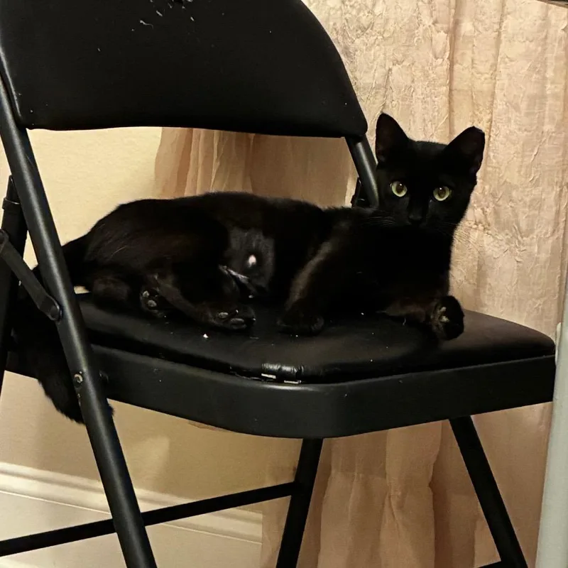 A young medium-sized female Black Domestic Short Hair cat named Jane for adoption in Folsom, LA