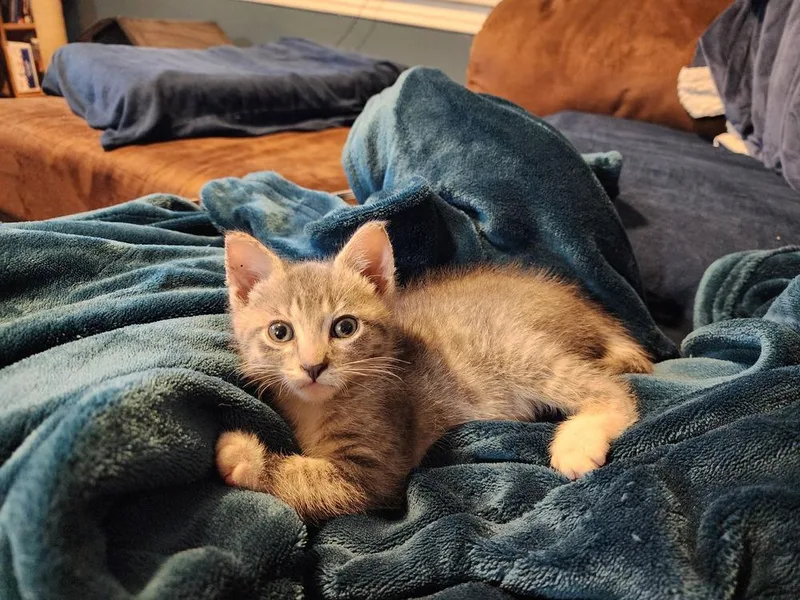 A baby small-sized male Gray / Blue / Silver Tabby cat named Gerbil for adoption in Chicago, IL