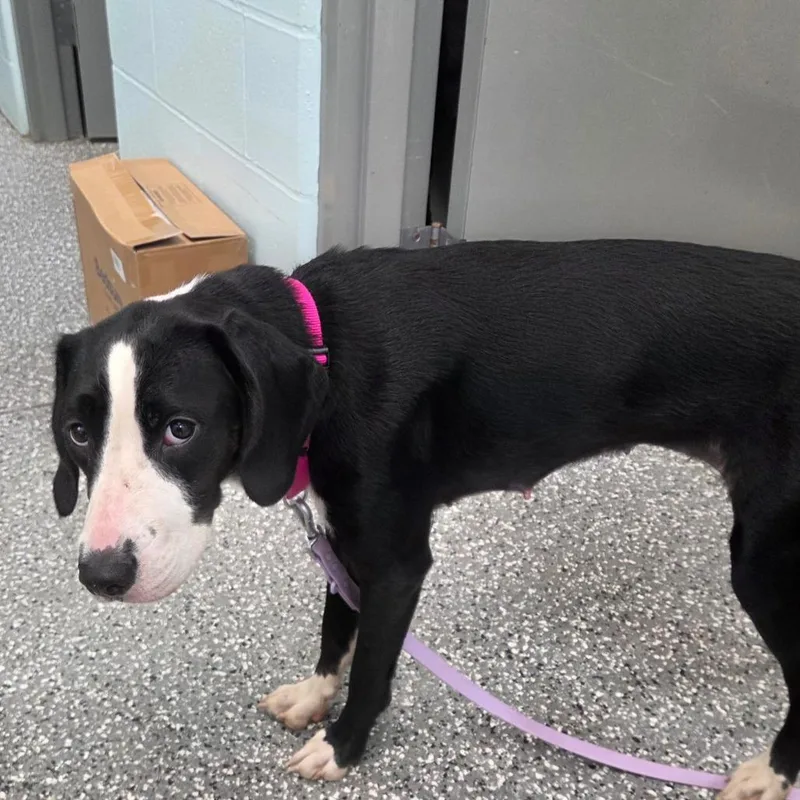 An adult medium-sized female Black Hound dog named Anastasia for adoption in Parkersburg, WV